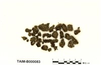 藏品(真苔屬)的圖片